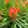 15 Crocosmias rouges - Des flammes rouges tout l'été