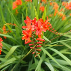 15 Crocosmias rouges - Des flammes rouges tout l'été