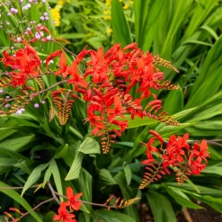 15 Crocosmias rouges - Des flammes rouges tout l'été