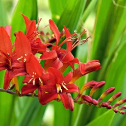 15 Crocosmias rouges - Des flammes rouges tout l'été