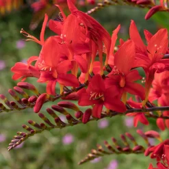15 Crocosmias rouges - Des flammes rouges tout l'été
