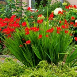 15 Crocosmias rouges - Des flammes rouges tout l'été