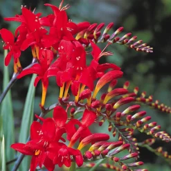 15 Crocosmias rouges - Des flammes rouges tout l'été