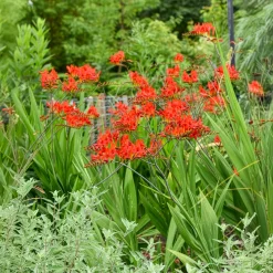 15 Crocosmias rouges - Des flammes rouges tout l'été