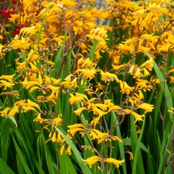 20 Crocosmia Sunglow - Le jaune qui illumine l'été