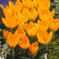 60 Crocus blanc violet, jaune, blanc, violet en mélange - Le premier tapis fleuri du jardin