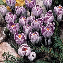 60 Crocus blanc violet, jaune, blanc, violet en mélange - Le premier tapis fleuri du jardin
