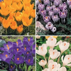 60 Crocus blanc violet, jaune, blanc, violet en mélange - Le premier tapis fleuri du jardin