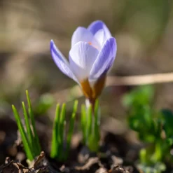 20 Crocus Blue Pearl - Le bleu qui réveille l'hiver