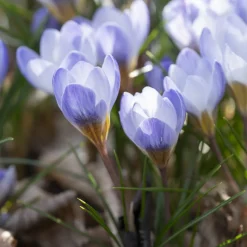 20 Crocus Blue Pearl - Le bleu qui réveille l'hiver