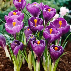15 Crocus Flower Record - Les 1res fleurs du jardin