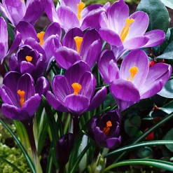15 Crocus Flower Record - Les 1res fleurs du jardin