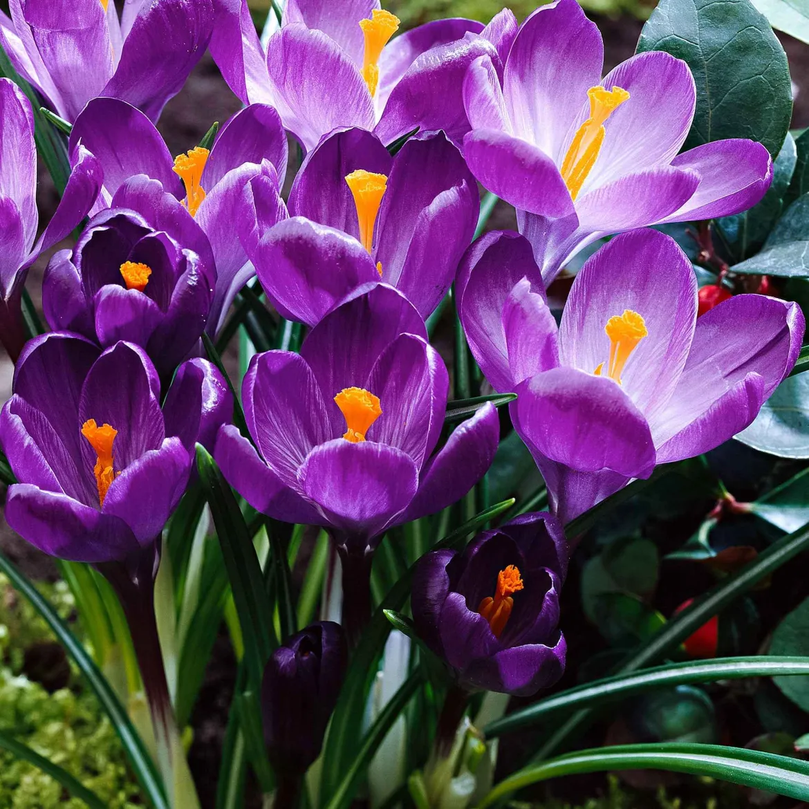 15 Crocus Flower Record - Les 1res fleurs du jardin