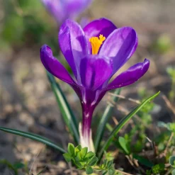 15 Crocus Flower Record - Les 1res fleurs du jardin