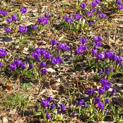 15 Crocus Flower Record - Les 1res fleurs du jardin