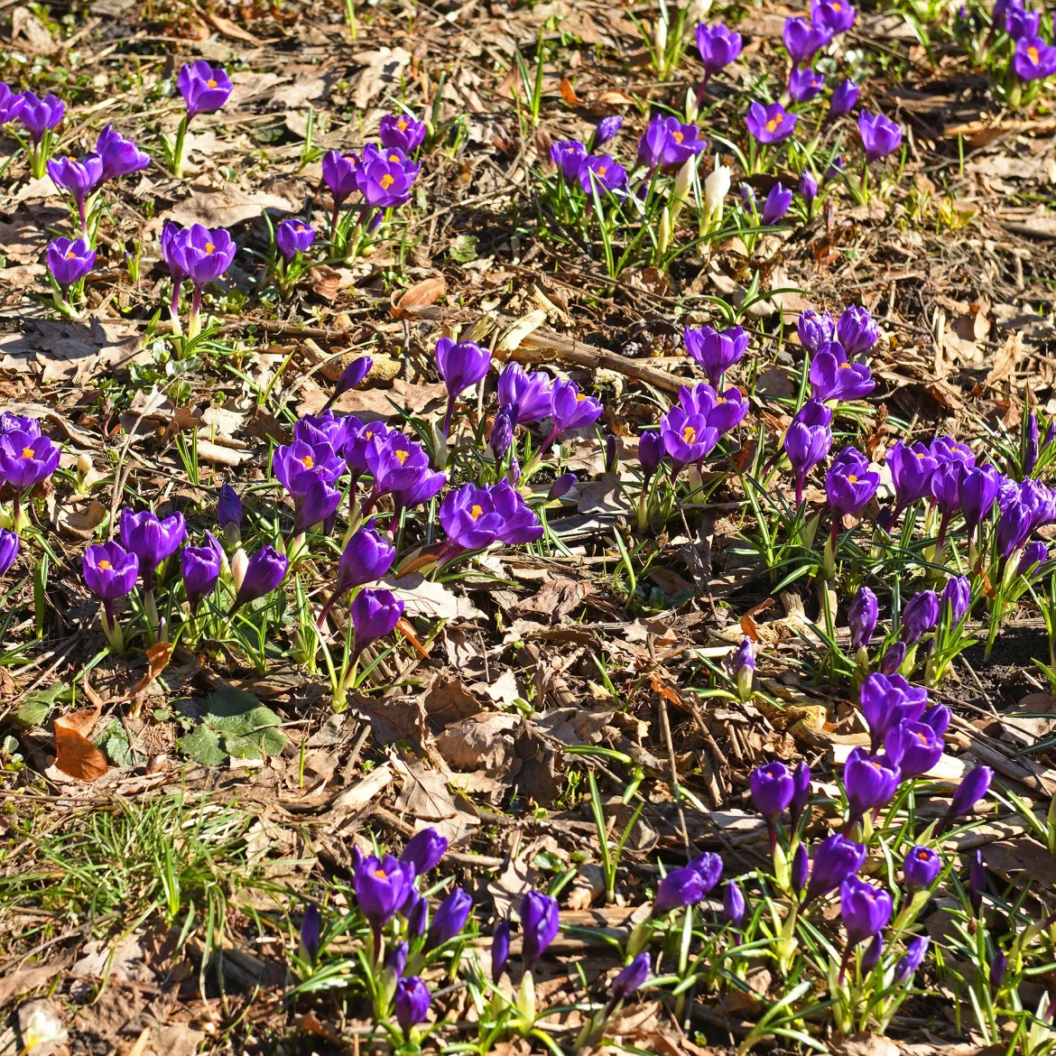 15 Crocus Flower Record - Les 1res fleurs du jardin