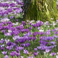 100 Crocus à grosses fleurs en mélange - Un tapis coloré dès mars