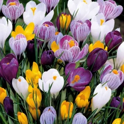 100 Crocus à grosses fleurs en mélange - Un tapis coloré dès mars