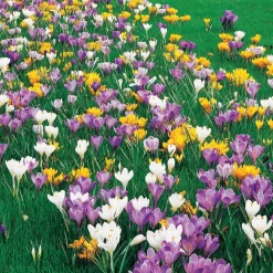 100 Crocus à grosses fleurs en mélange - Un tapis coloré dès mars