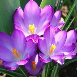 20 Crocus hybride Ruby Giant - Le tapis violet du réveil