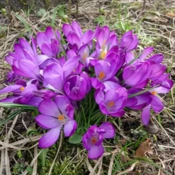 20 Crocus hybride Ruby Giant - Le tapis violet du réveil