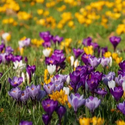 Crocus Mammouth en mélange - Le printemps en avance
