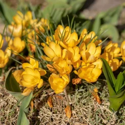 15 Crocus Mammouth jaune - Le jaune qui réveille l'hiver