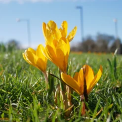 15 Crocus Mammouth jaune - Le jaune qui réveille l'hiver