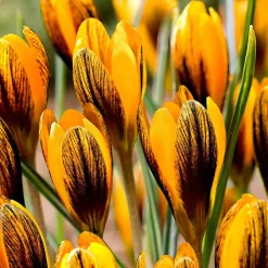 15 Crocus orange - La couleur qui réveille l'hiver