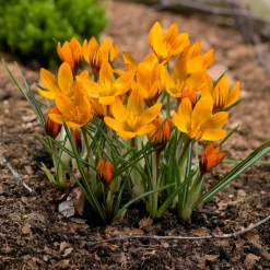 15 Crocus orange - La couleur qui réveille l'hiver