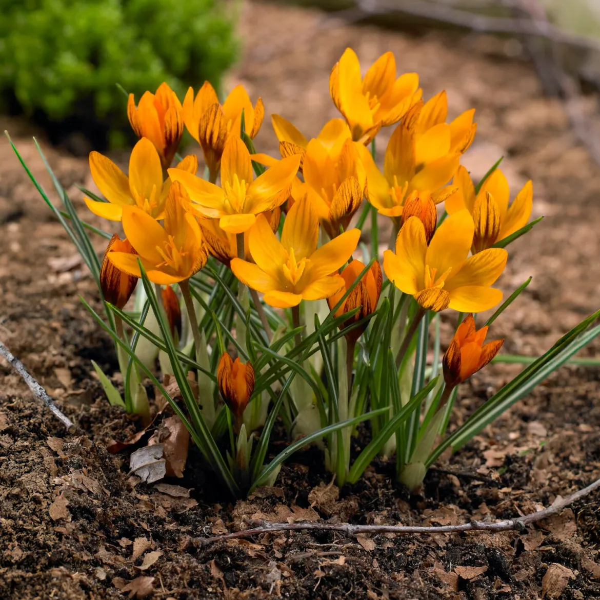 15 Crocus orange - La couleur qui réveille l'hiver