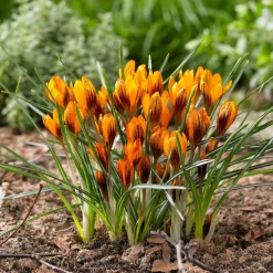 15 Crocus orange - La couleur qui réveille l'hiver