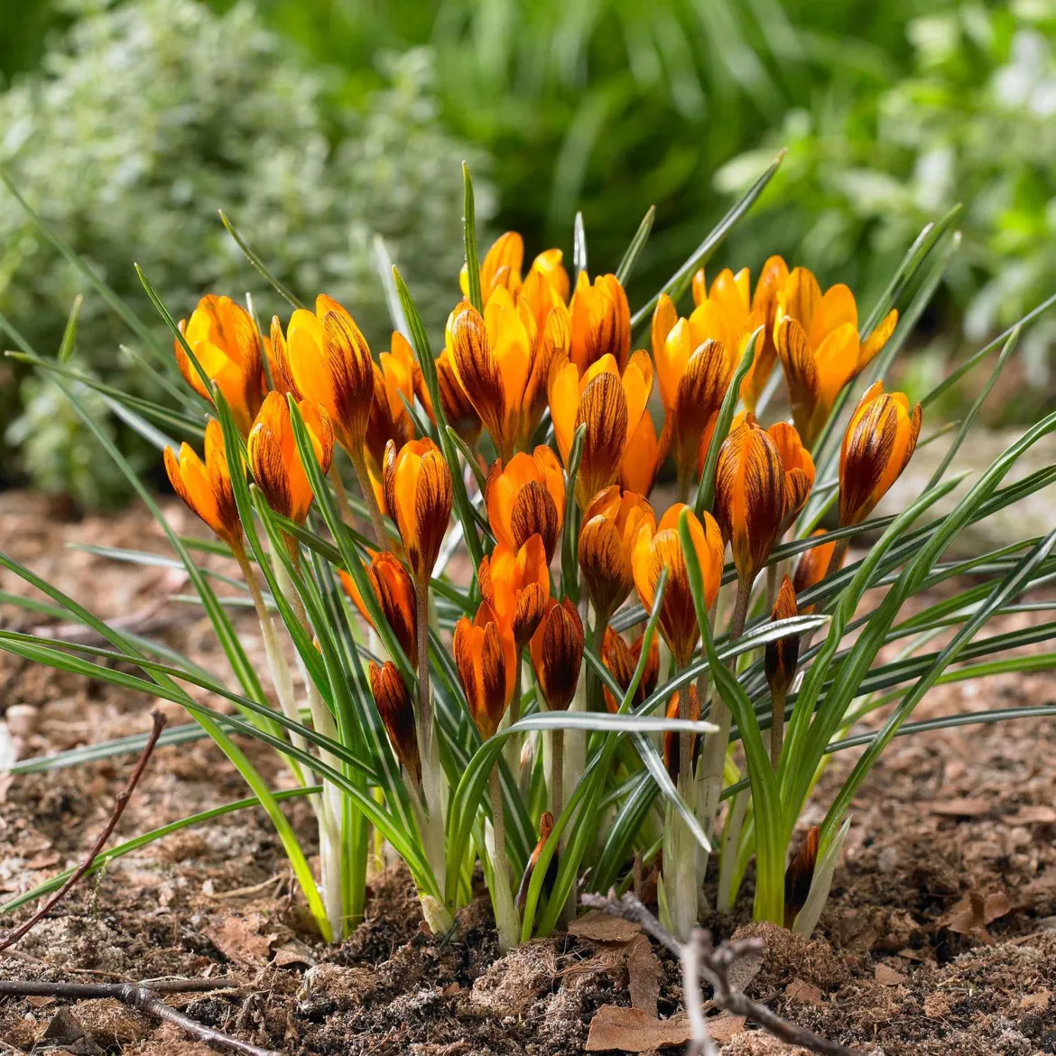 15 Crocus orange - La couleur qui réveille l'hiver