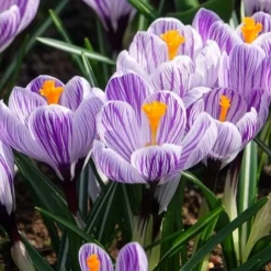 15 Crocus Pick Wick - La couleur avant tout le monde