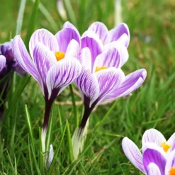 15 Crocus Pick Wick - La couleur avant tout le monde