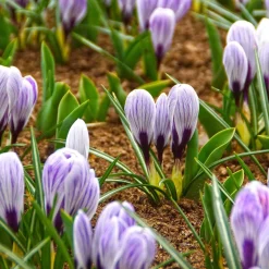 15 Crocus Pick Wick - La couleur avant tout le monde