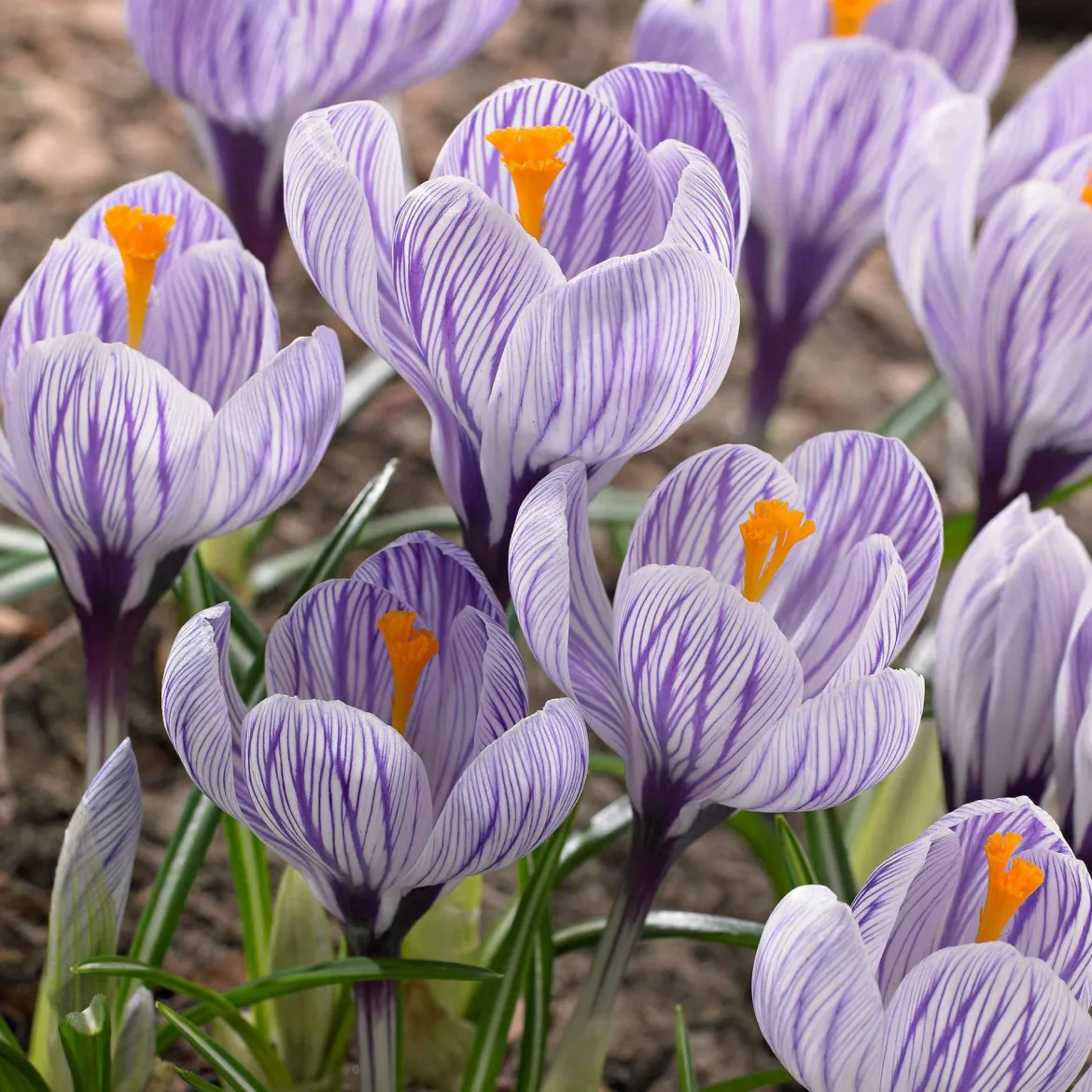 15 Crocus Pick Wick - La couleur avant tout le monde