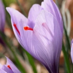 10 Crocus safran - Votre safran maison
