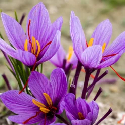 10 Crocus safran - Votre safran maison