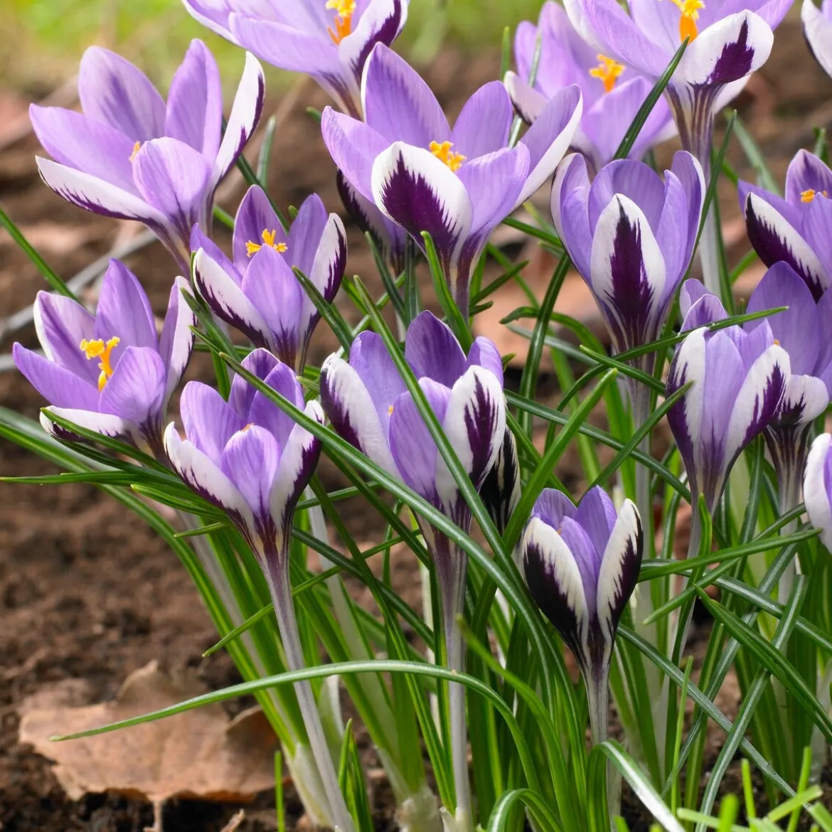10 Crocus Spring Beauty - La couleur dès février