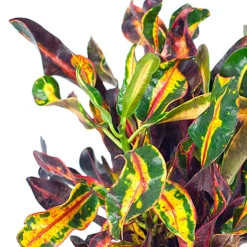 Croton Codiaeum 'Mammi' - Un feuillage qui flamboie