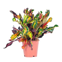 Croton Codiaeum 'Mammi' - Un feuillage qui flamboie