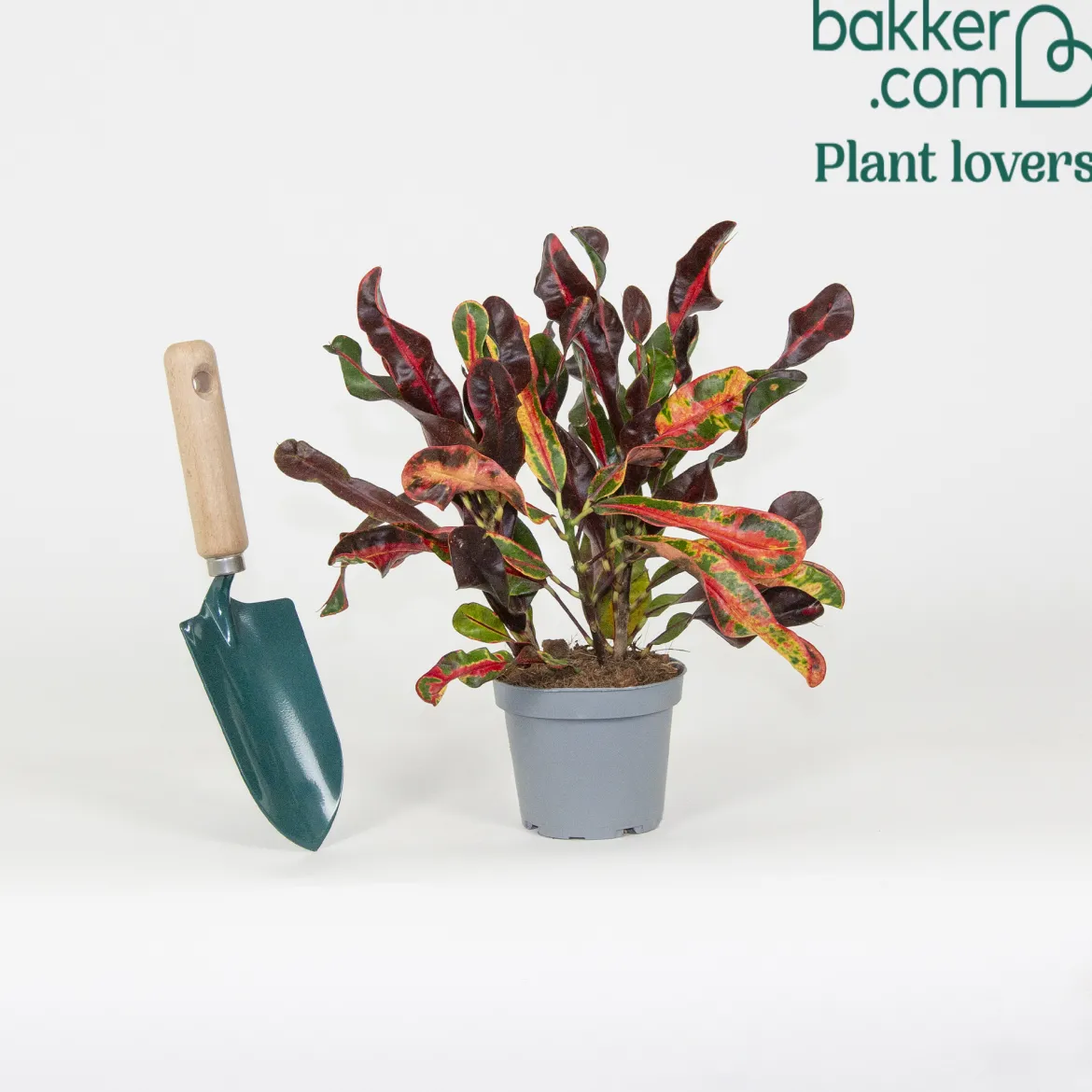 Croton Codiaeum 'Mammi' - Un feuillage qui flamboie