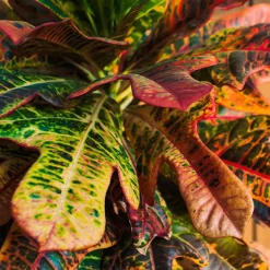 Croton 'Mrs Iceton' - Un feuillage qui change de couleur