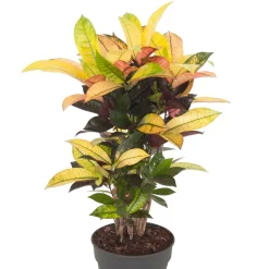 Croton 'Mrs Iceton' - Un feuillage qui change de couleur