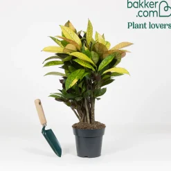 Croton 'Mrs Iceton' - Un feuillage qui change de couleur