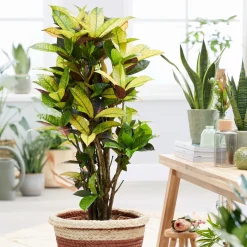 Croton 'Mrs Iceton' - Un feuillage qui change de couleur