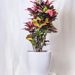 Croton 'Mrs Iceton' - Un feuillage qui change de couleur