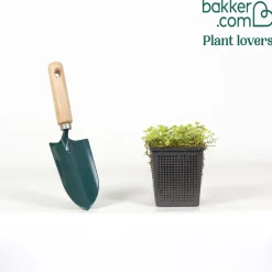 Écuelle d'eau panachée - Tapis vert sur l'eau