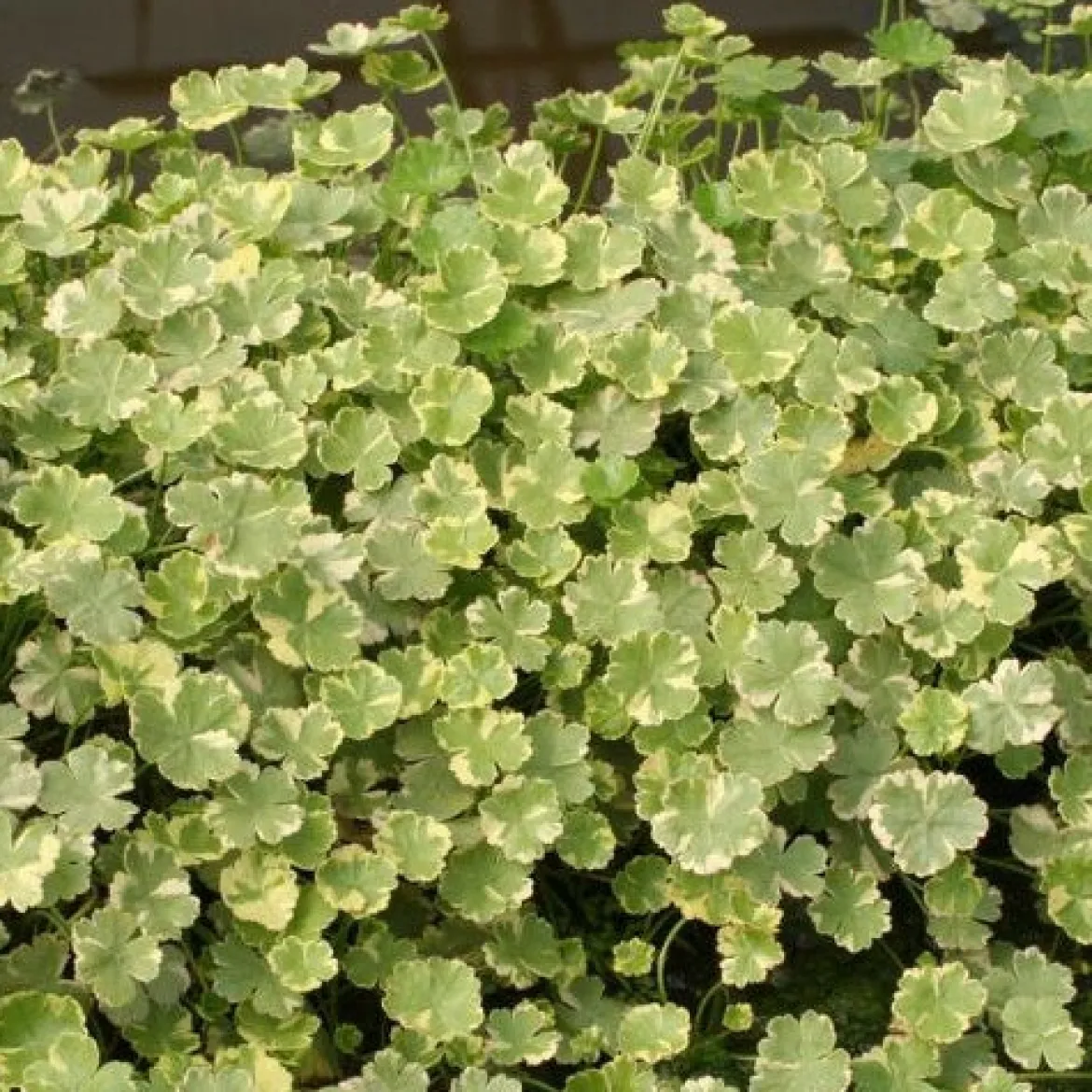Écuelle d'eau panachée - Tapis vert sur l'eau